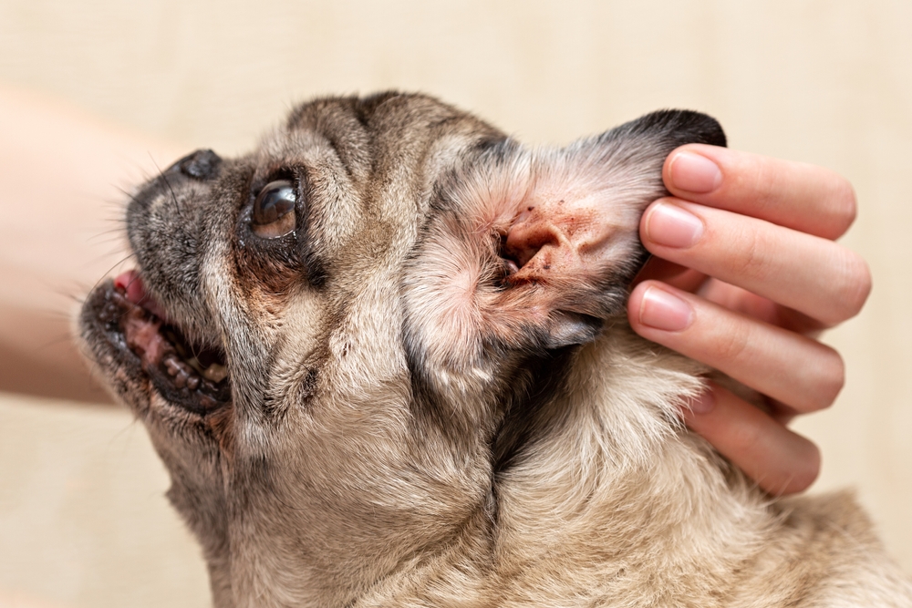 Close-up of a beige Pug's dirty ear showing signs of ear mites or allergies