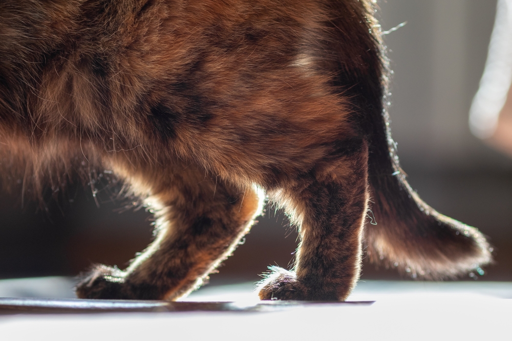 Close-up of a domestic cat's hind legs walking, feline mobility and veterinary assessment