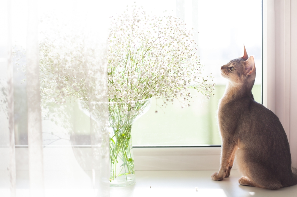 Curious cat sniffing a bouquet of Baby's Breath flowers, which are toxic to pets