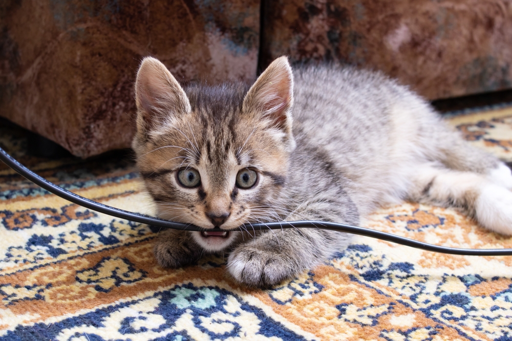 Gray kitten chewing on an electrical wire, illustrating a dangerous household pet hazard