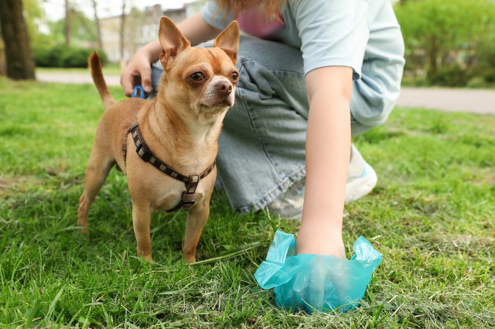 Woman picking up dog waste from green grass — responsible pet ownership and parasite prevention