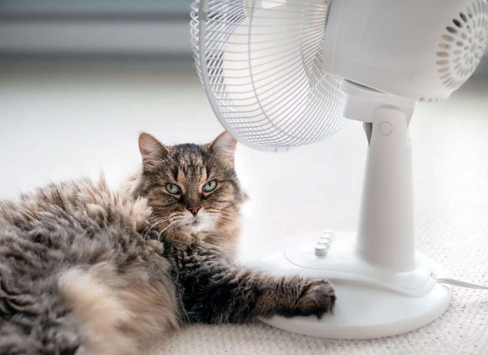 Cat lying on carpet in front of a fan to cool down, signs of heat stress in pets