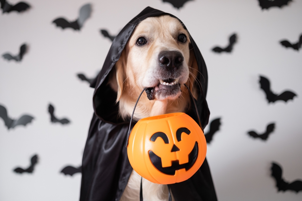 Dog dressed in a witch costume for Halloween — pet holiday safety tips