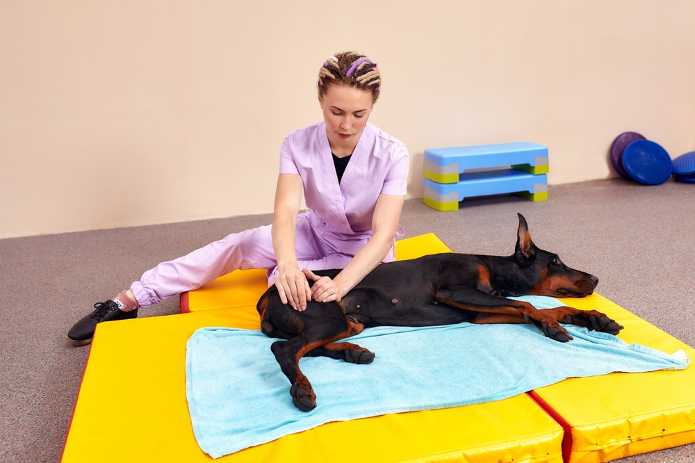 Pet physical therapist giving therapeutic massage to a Beagle during canine physiotherapy session