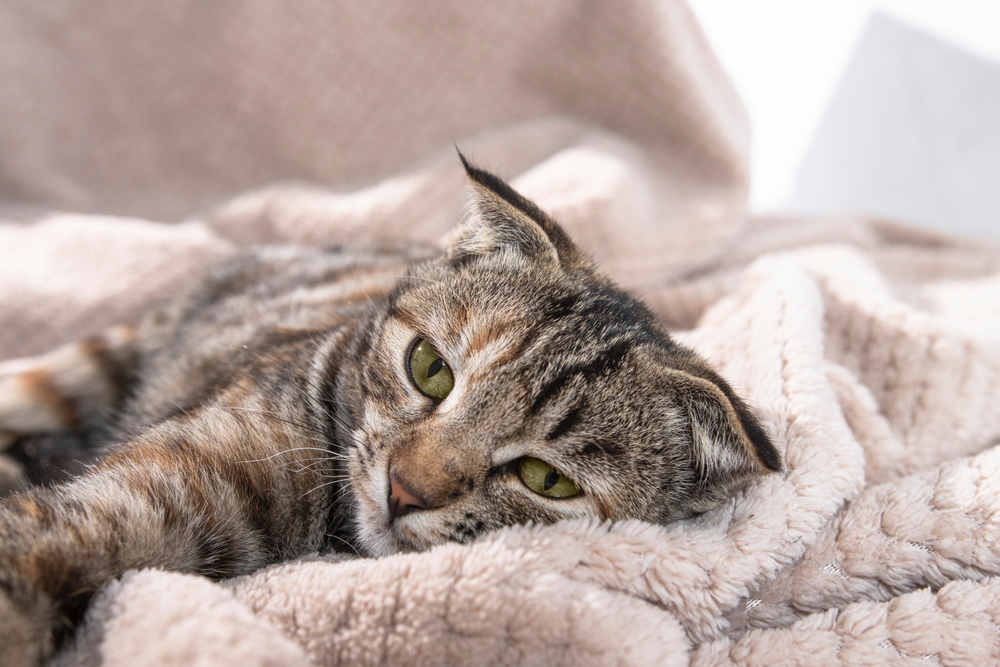 Domestic striped kitten with a sad face lying down, possibly unwell or in discomfort