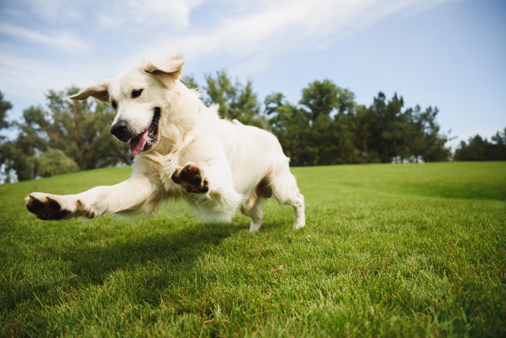 Golden Retriever playing with a ball outdoors on a sunny day