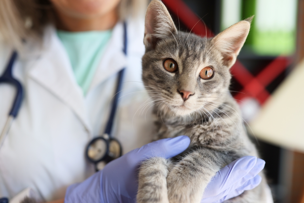 Veterinary team member holding a cat gently during a medical care visit