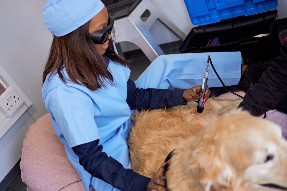 African female veterinary nurse in blue surgical scrubs providing pet care