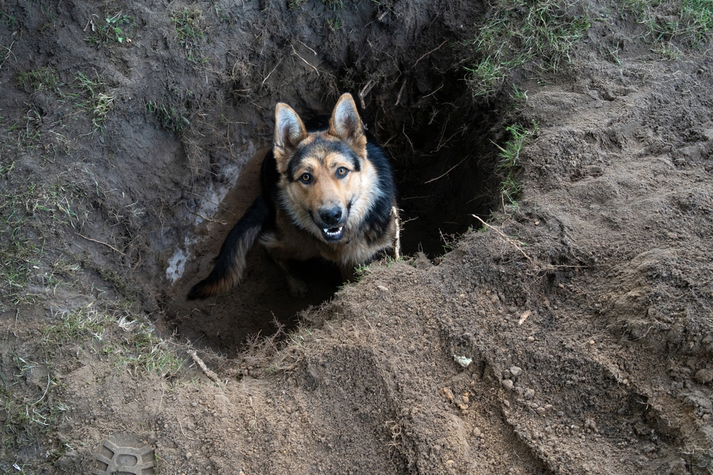Playful German Shepherd sitting in a hole it dug in the ground outdoors