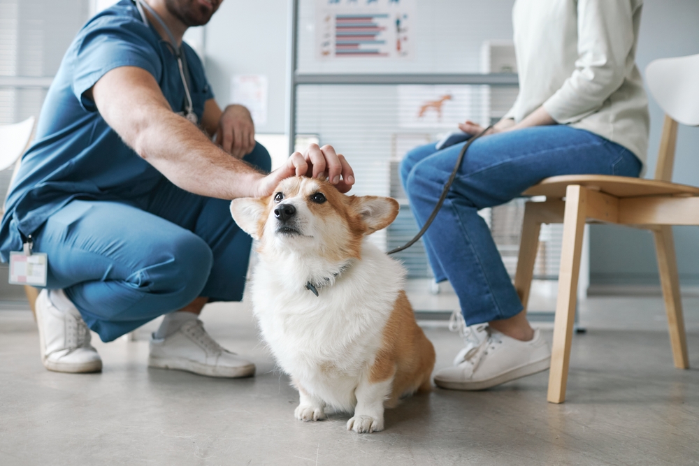 Fluffy Welsh Pembroke Corgi enjoying a gentle exam from a veterinarian