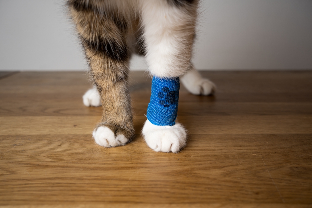 Fluffy cat's paw wrapped in a blue medical bandage after a veterinary procedure