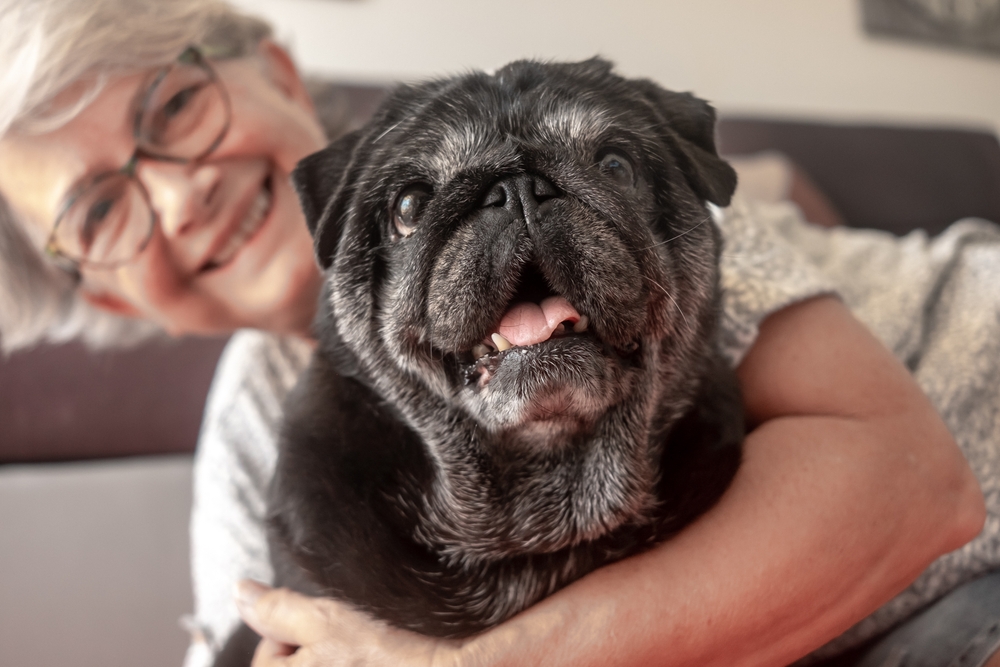 Portrait of a black purebred senior pug dog sitting calmly — older dog veterinary care