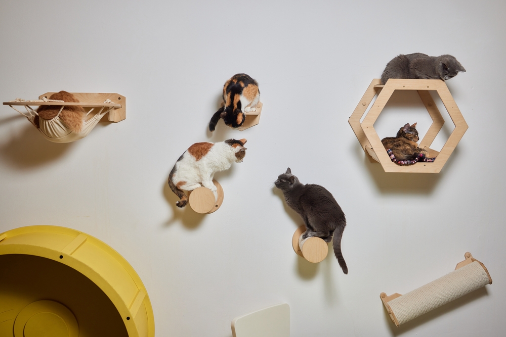 Domestic cat climbing a cat pole tower at home
