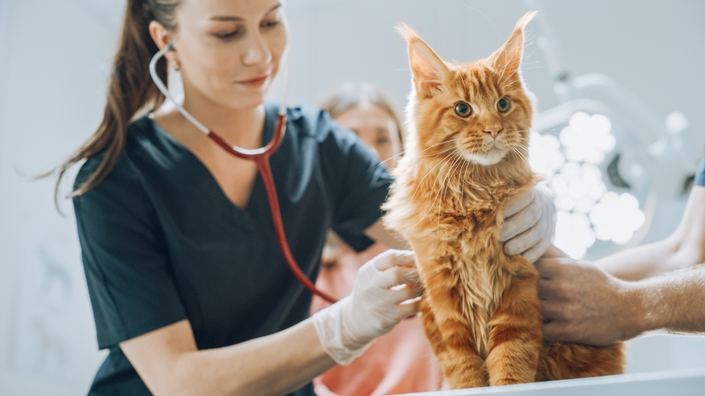 Smiling veterinarian using a stethoscope to examine a pet's breathing during a wellness visit