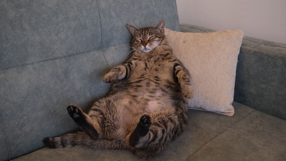 Overweight brown tabby cat sitting on a sofa, feline weight management and veterinary care