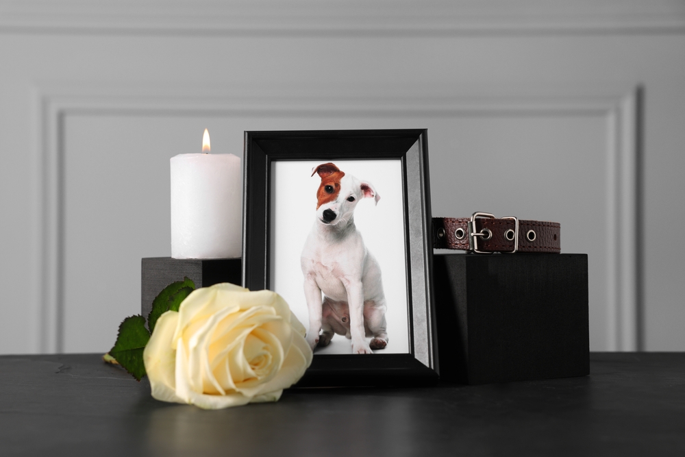Pet memorial display with a framed photo, dog collar, burning candle, and rose