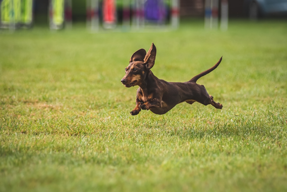 Energetic Dachshund dog running through an agility course race obstacle