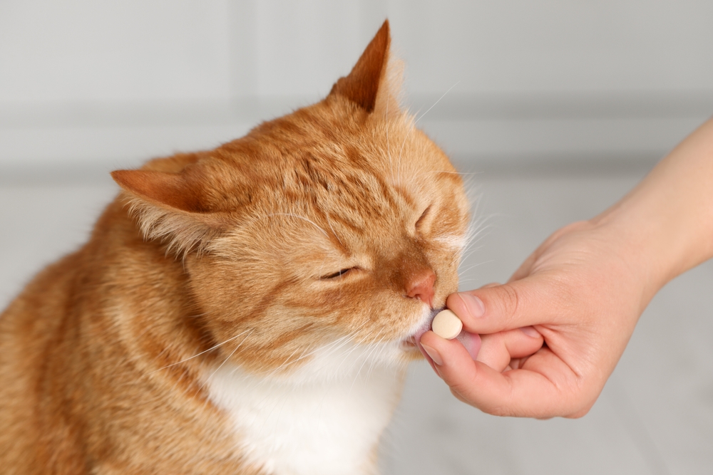 Woman giving a vitamin or medication pill to a cat indoors, close-up view