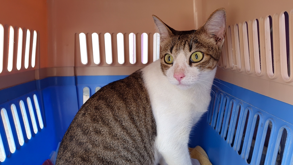 Adorable tabby cat peering out from inside a pet carrier during travel