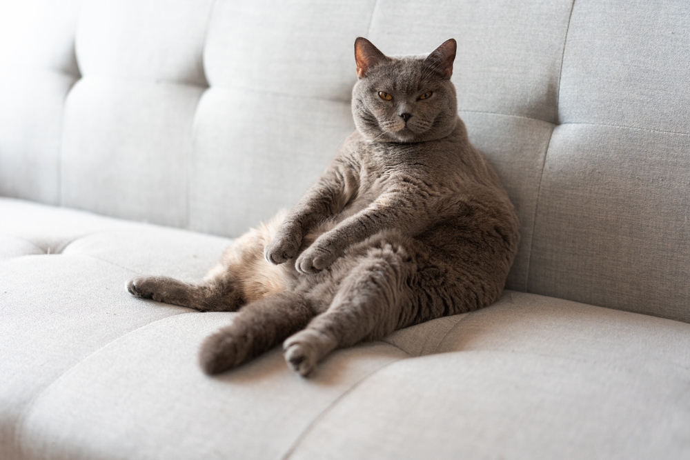 Cute gray overweight British Shorthair cat sleeping, highlighting feline weight management care
