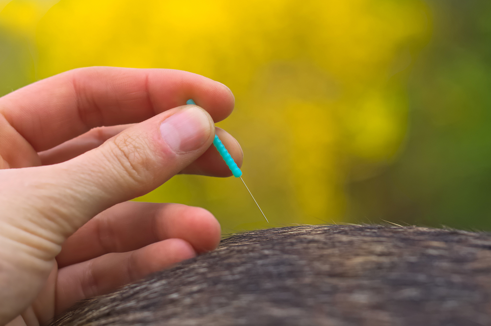 Dog receiving veterinary acupuncture treatment outdoors, showcasing alternative pet therapy services