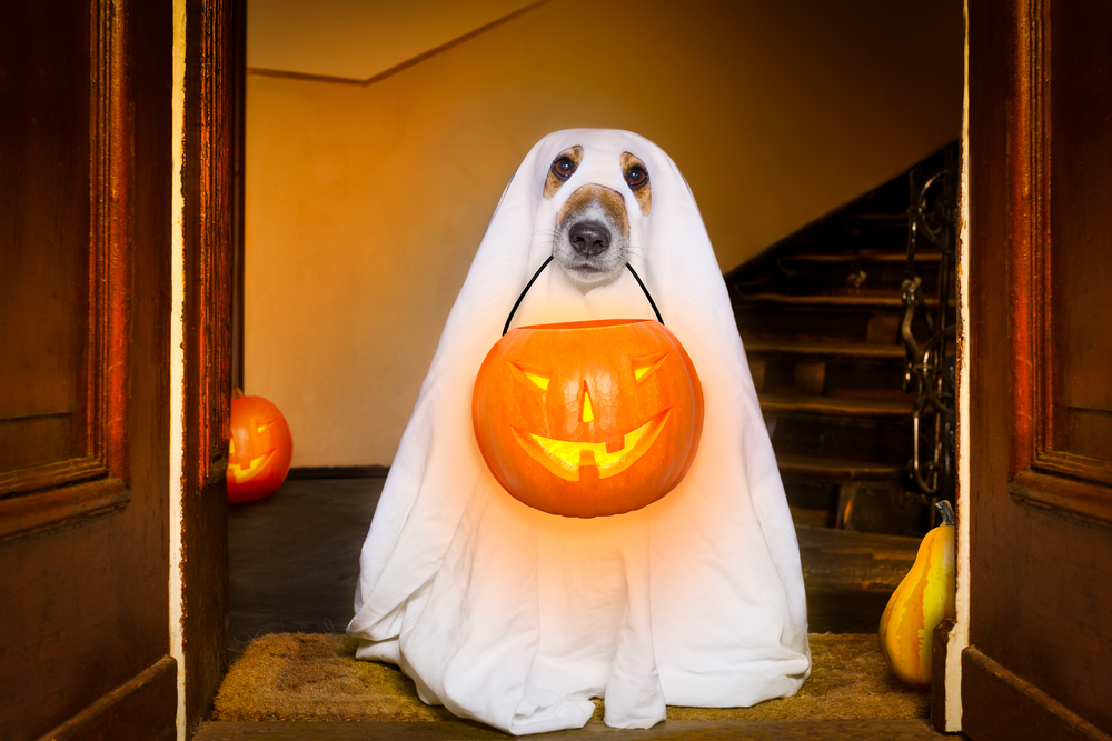 Dog dressed in a ghost Halloween costume sitting in front of a house