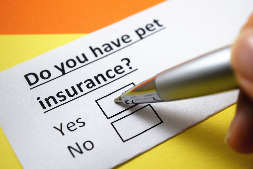 Pet insurance survey card with 'Yes' checked, representing pet insurance guidance at Creature Comforts Vet