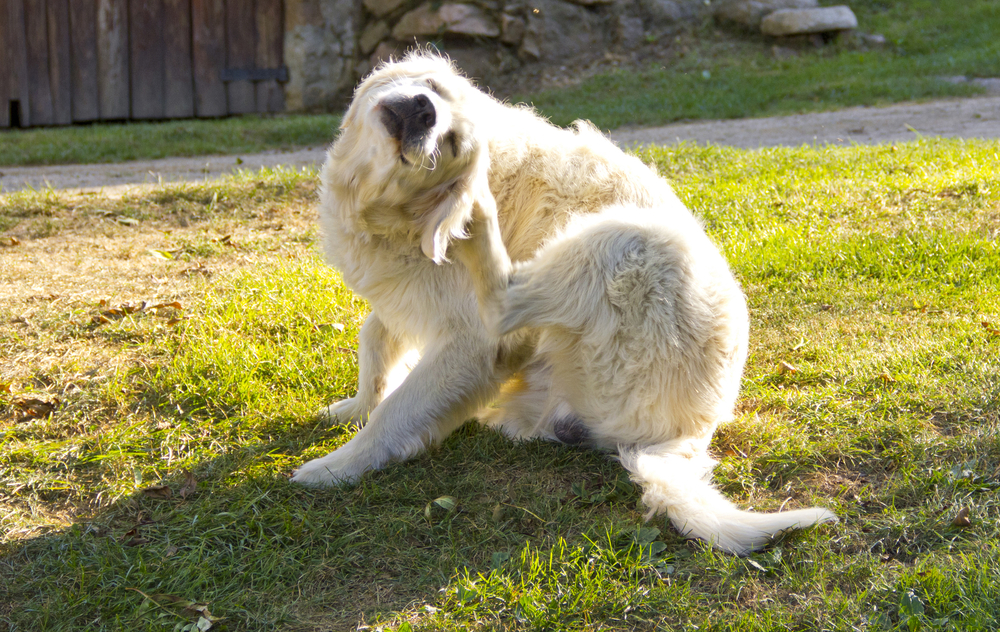 Golden Retriever scratching itself, a common sign of pet skin allergies or parasites