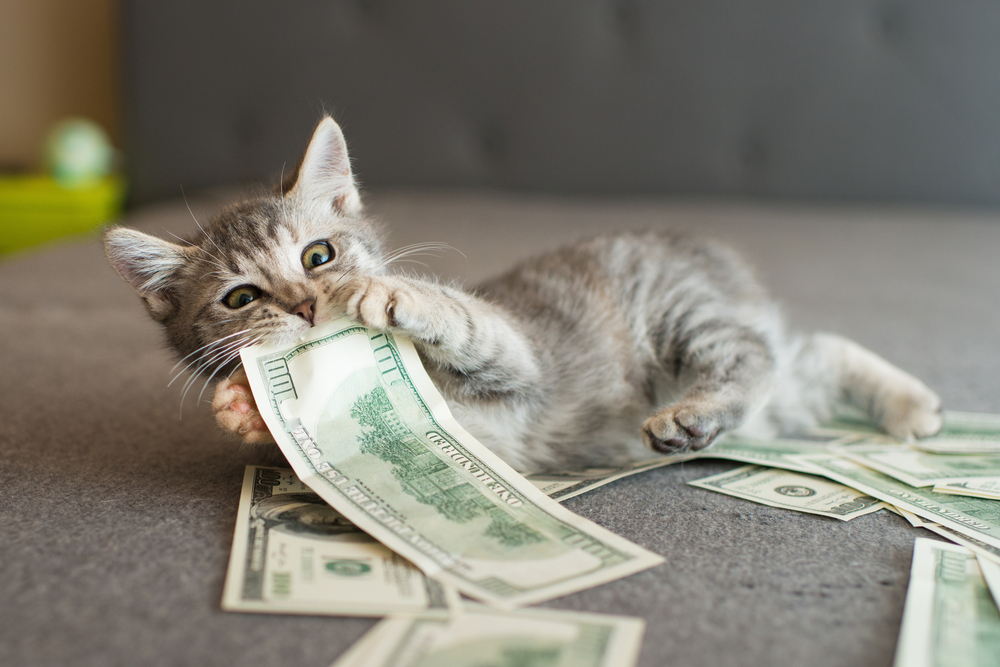 Gray kitten biting paper money, illustrating pet care costs and veterinary payment options