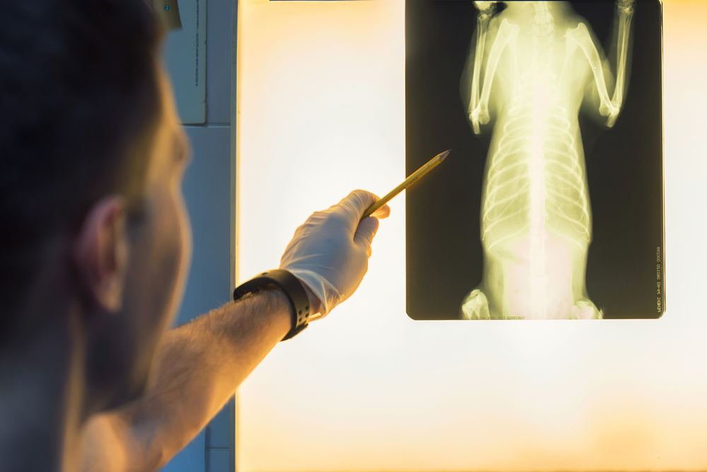 Veterinarian reviewing a pet radiograph X-ray during a diagnostic examination