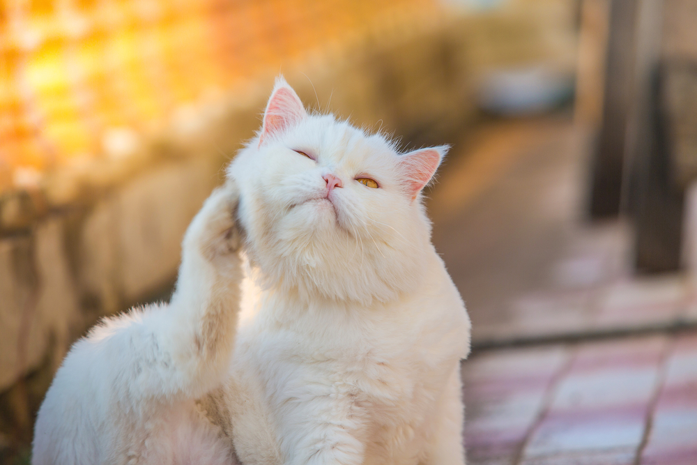White cat scratching and itching intensely, showing signs of skin irritation or allergies