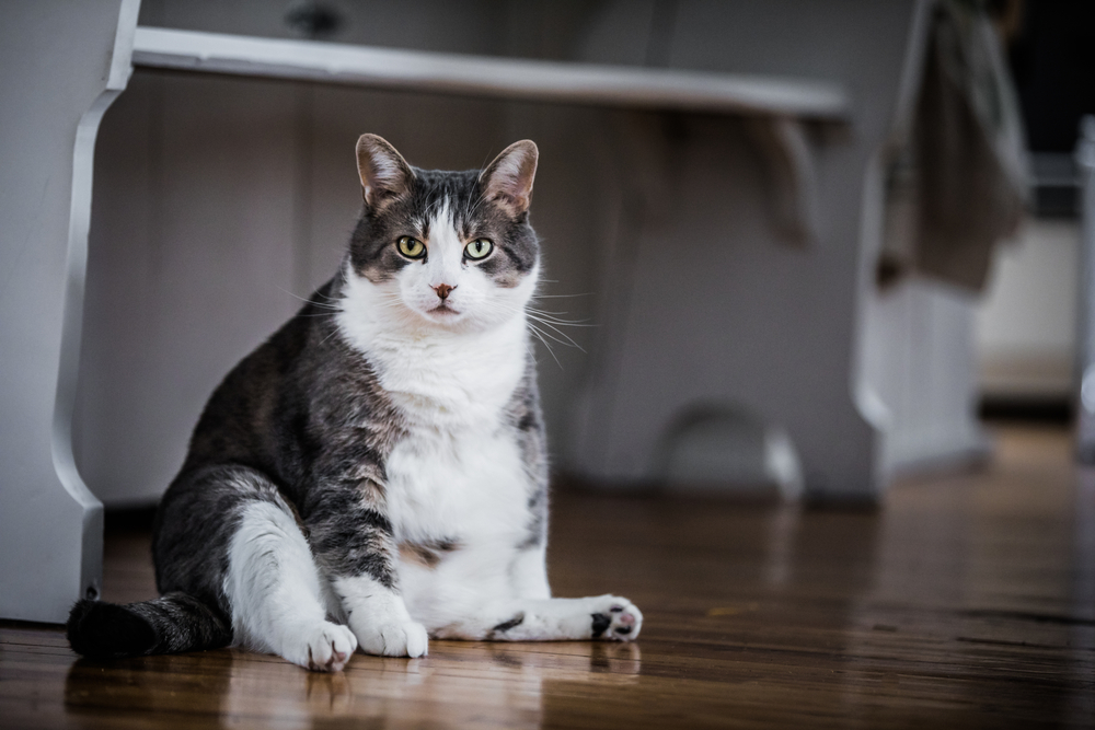Overweight cat sitting in a kitchen, highlighting pet nutrition and weight management