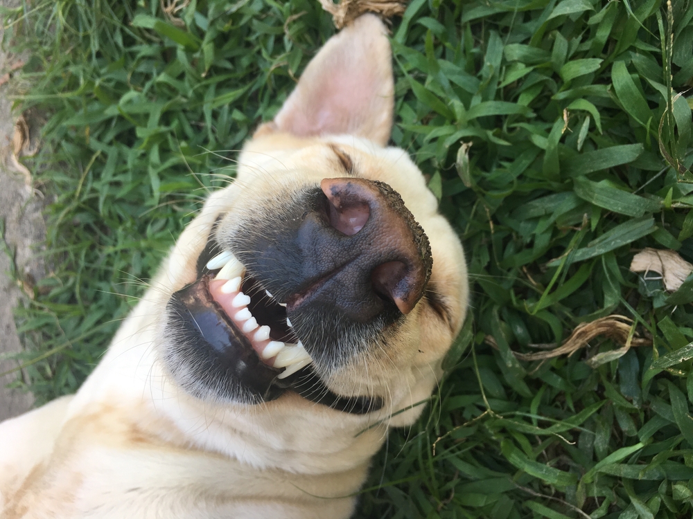 Happy smiling dog with mouth open, representing friendly and stress-free veterinary care