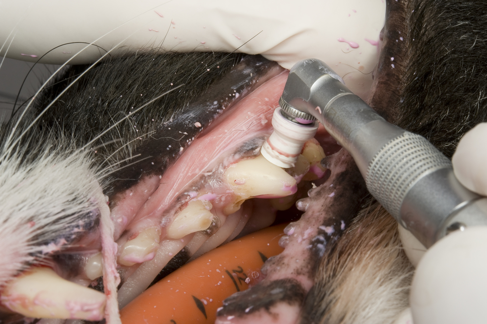 Veterinarian performing a dental examination or oral procedure on a pet patient