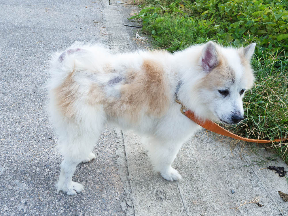 Dog with dermatitis showing hair loss and skin irritation, highlighting canine skin condition treatment