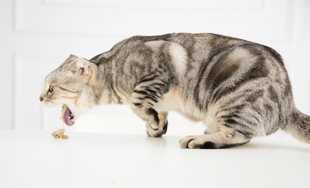 Sick cat vomiting food — recognizing signs of digestive illness in cats