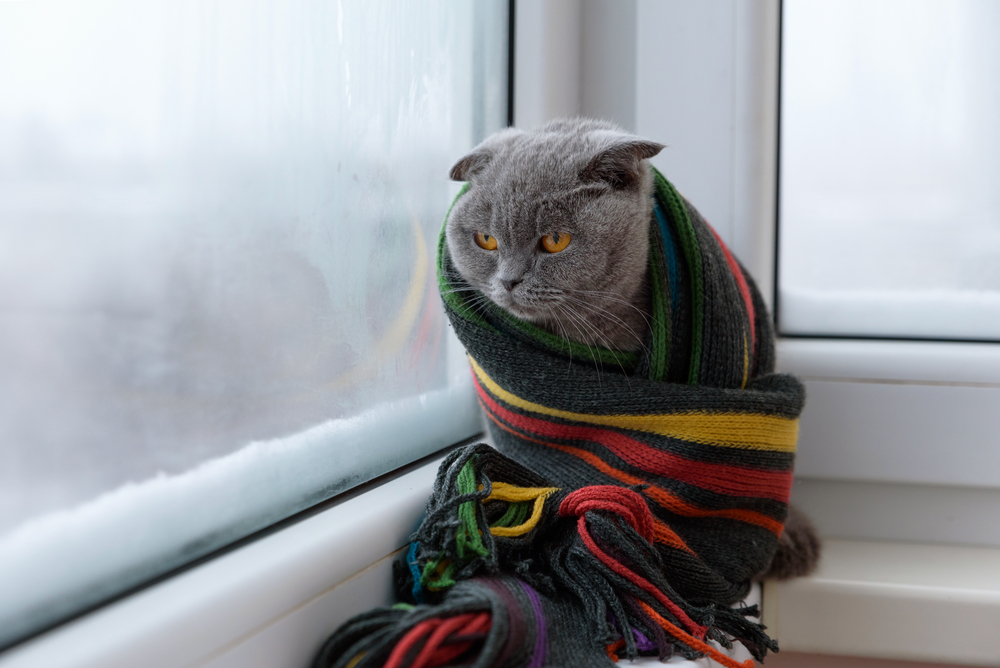 Scottish Fold cat wrapped in a warm scarf, keeping cozy in cold weather