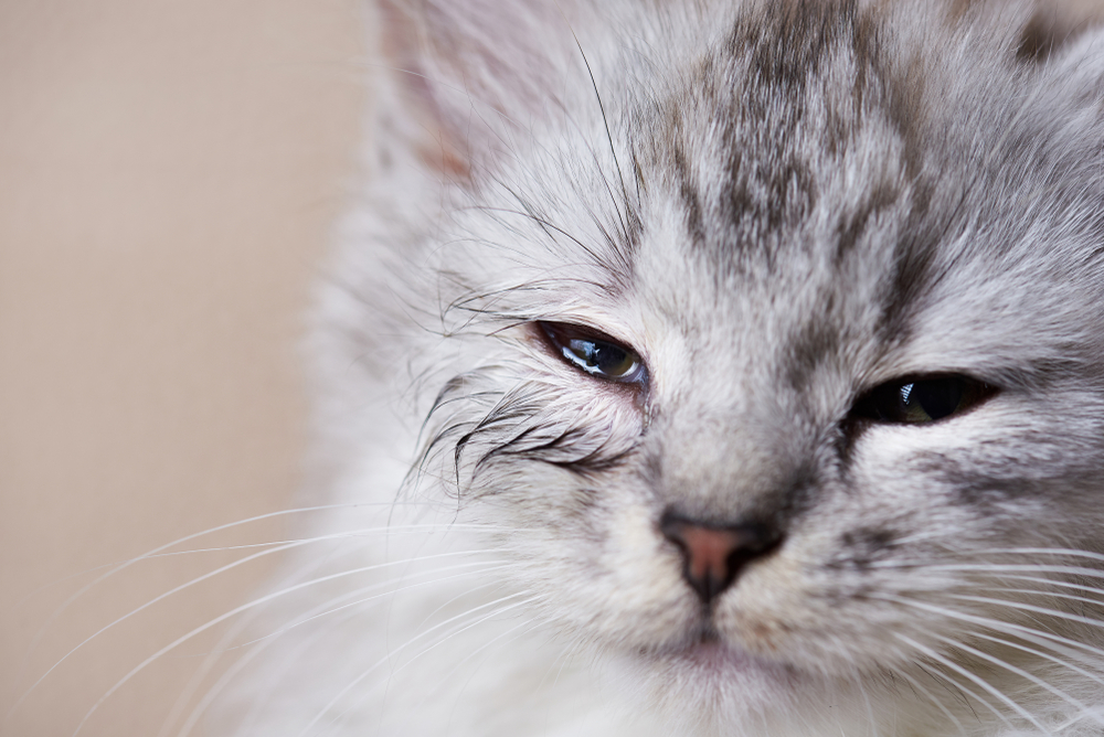 Close-up of cat's infected, watery eye showing allergy reaction — feline eye condition requiring vet care