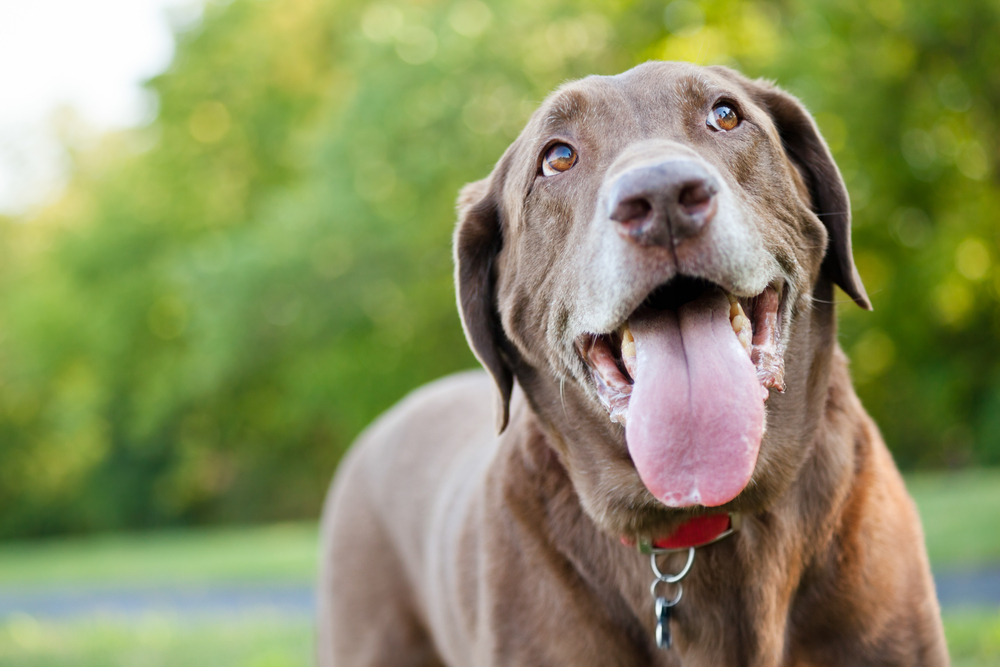 Chocolate Labrador Retriever enjoying time outdoors at a park