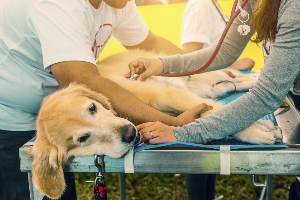 Veterinarian examining a dog with a stethoscope during a veterinary health check, including assessment of the heart and lungs