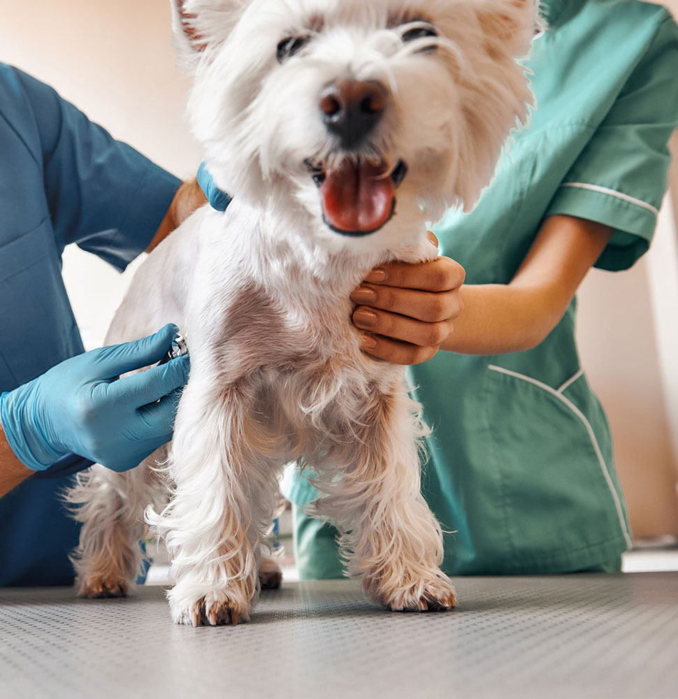 Veterinary diagnostic equipment used for pet health screenings at Creature Comforts in Saylorsburg PA
