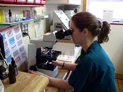 Veterinary team member Pam at Creature Comforts Veterinary Service in Saylorsburg PA
