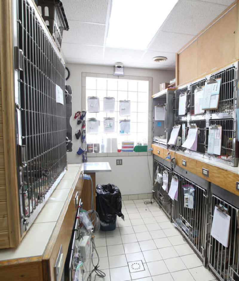 Veterinary clinic facility tour photo at Creature Comforts Veterinary Service Saylorsburg PA
