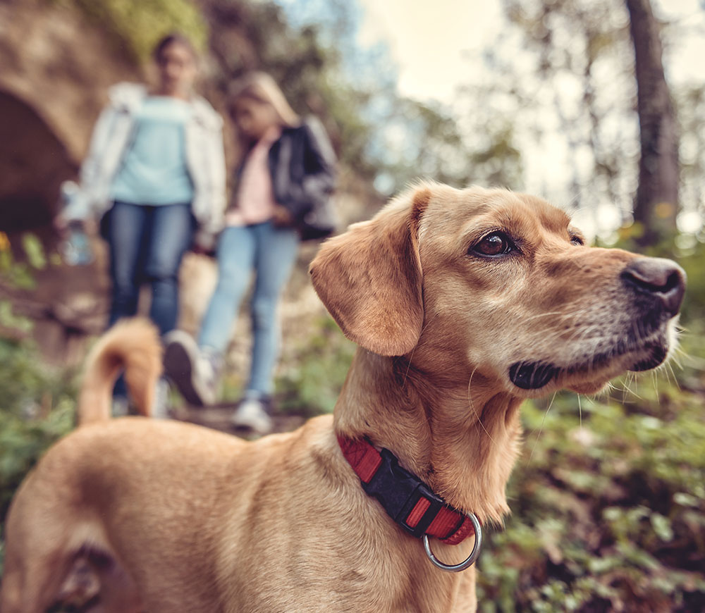 Pet owner and animal at Creature Comforts Veterinary Service, offering compassionate general vet care in Saylorsburg, PA
