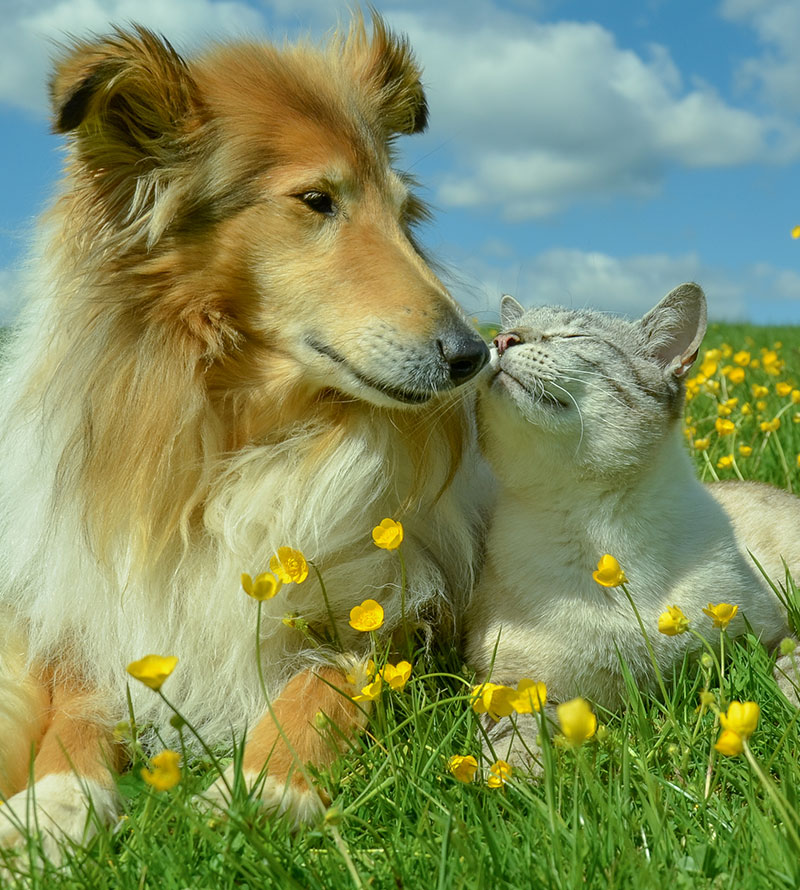 Veterinarian or staff providing compassionate animal care at Creature Comforts Veterinary Service
