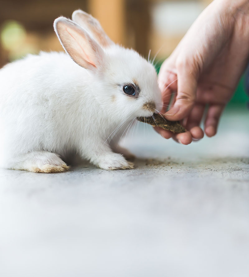 Pet care scene highlighting veterinary services offered at Creature Comforts Veterinary Service in Saylorsburg, PA
