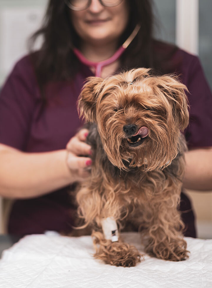 Pet owner and veterinary staff sharing a positive experience at Creature Comforts Veterinary Service
