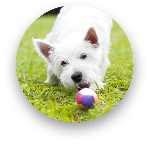 Alternative veterinary medicine treatment including holistic or rehabilitation therapy for pets in PA
