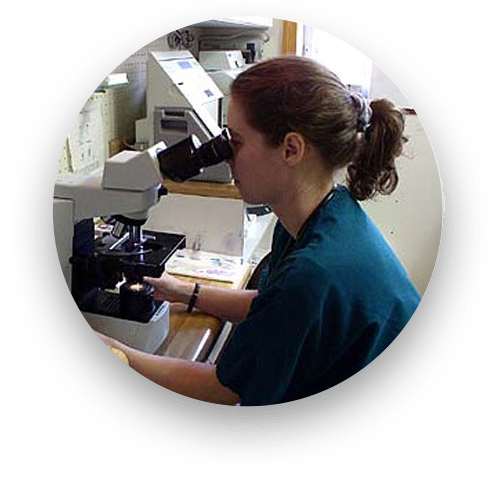 Veterinary diagnostic equipment used for pet health evaluation at Creature Comforts Veterinary Service in Saylorsburg, PA
