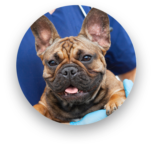 Veterinary emergency services team responding to an urgent pet care situation in Saylorsburg PA
